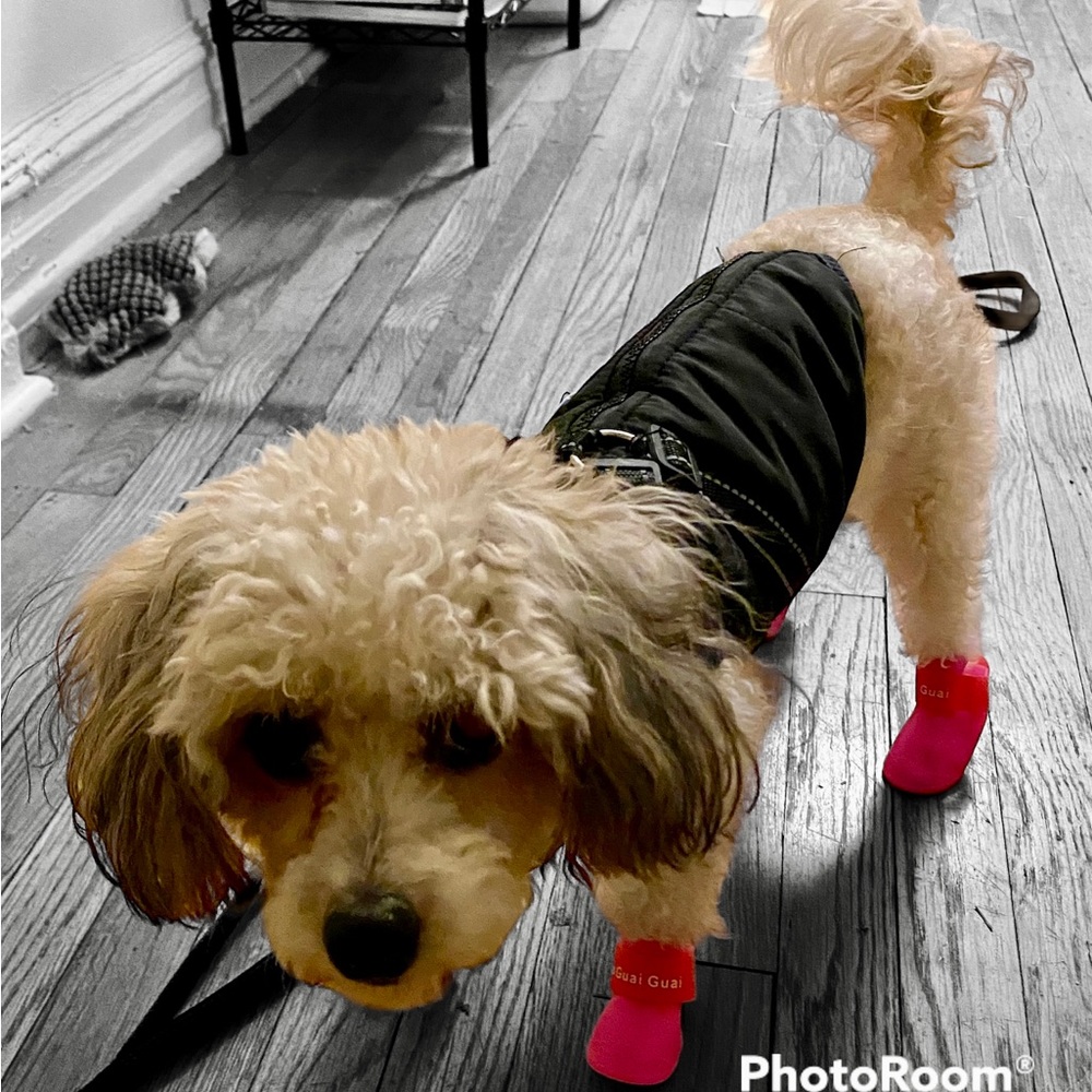 2 Brand New Pairs Ha Guai Guai Small Dog/Puppy Boots Sz M